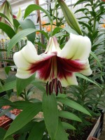 [5136 Kushi Maya No02.JPG]